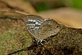 Ventral View