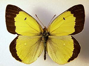 Colias palaeno2