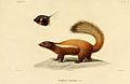 Patagonischer Skunk Gravur nach Lithografie von Werner