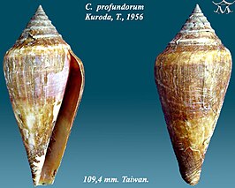 Conus profundorum