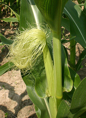 Corn female flower AKA corn silk. The incipien...