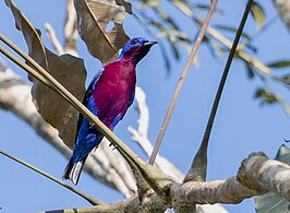 Purperborstcotinga