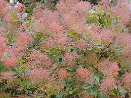 Cotinus coggygria5.jpg