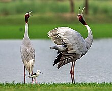 Courtship display of a sarus crane Courtship of sarus cranes.jpg