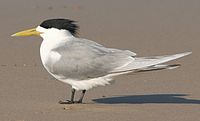Crested Tern breeding plumage