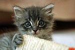 Cute grey kitten.jpg