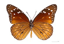 Danaus eresimus eresimus MHNT ventre.jpg