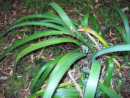 Dietes Robinsoniana Wedding Lily