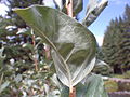 Spodnia strona liścia oliwnika srebrzystego.