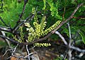 Elephantorrhiza burkei