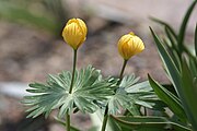 Eranthis longistipitata