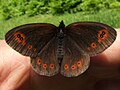 森林紅眼蝶 Erebia medusa