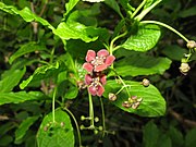 花は暗紫色で5数性。