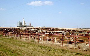 CAFO developers are drawn to states that poorly enforce EPA regulations. Feedlot-1.jpg