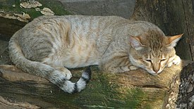 Арабский дикий кот в Оломоуцком зоопарке
