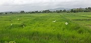 Fields at Rachol during the Rainy season
