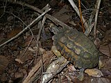 madagaskarplatstaartschildpad (Pyxis planicauda)