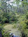 Image 12A freshwater swamp in Florida, United States (from Swamp)