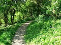 Foothpath on Chosen Hill