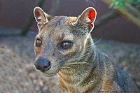 De fretkat (ook bekend als de fossa) lijkt op een grote kat, maar heeft meer verwantschap met de mangoesten.