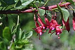 Miniatura para Fuchsia lycioides