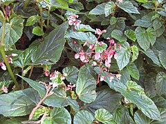 Begonia domingensis