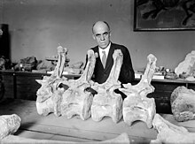 Gilmore with Diplodocus vertebrae.jpg