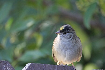 Golden-crowned sparrow clicked at Llano Seco Unit, California, US