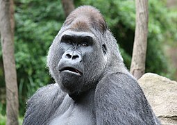 Western gorilla