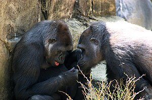Gorillas and other higher primates are noted a...