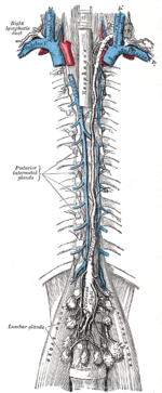 2015 UVA research "redrew the map" of the human lymphatic system, shown here in the 1858 Gray's Anatomy. Gray599.png