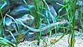L'anguille Syngnathus acus présente une homomorphie avec les posidonies.