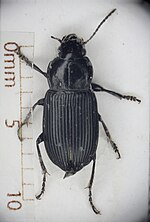 Miniatura para Harpalus attenuatus