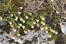 Harrimanella stelleriana