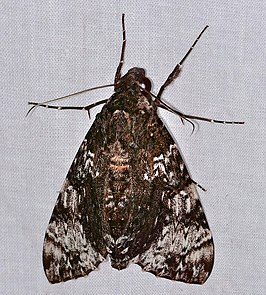 Isognathus excelsior