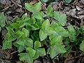 Anemone hepatica leaves