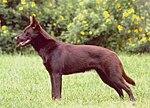 Lakaran kecil untuk Kelpie Australia