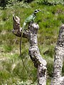 Schwarzlippen-Schönechse (Calotes nigrilabris)