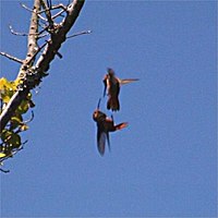 Capacités de l'Oiseau-Mouche dans MOUCHE 200px-Hummingbirds_fighting