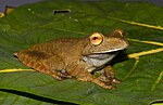 Miniatura para Hypsiboas