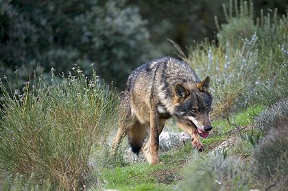 Lobo-ibérico (Canis lupus signatus), macho alfa. (definição 3 000 × 1 996)