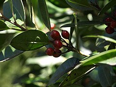 Kanári magyal (Ilex canariensis) terméses ága