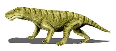 Inostrancevia, un gorgonopsien.