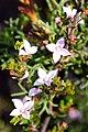 Boronia edwardsii