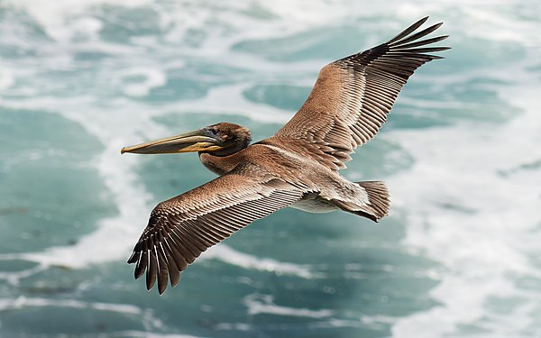 Juvenile brown pelican (created and nominated by Frank Schulenburg)