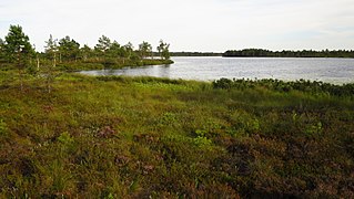 Koigi Pikkjärv Koigi soostikus Koigi maastikukaitsealal