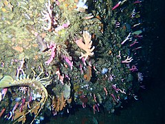 Large numbers of small noble corals