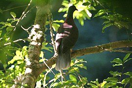 Szürke farkú babérgalamb (Columba junoniae)