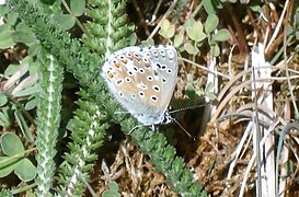 Azuré bleu céleste (puy Besnard).