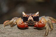 Mangrove_crab